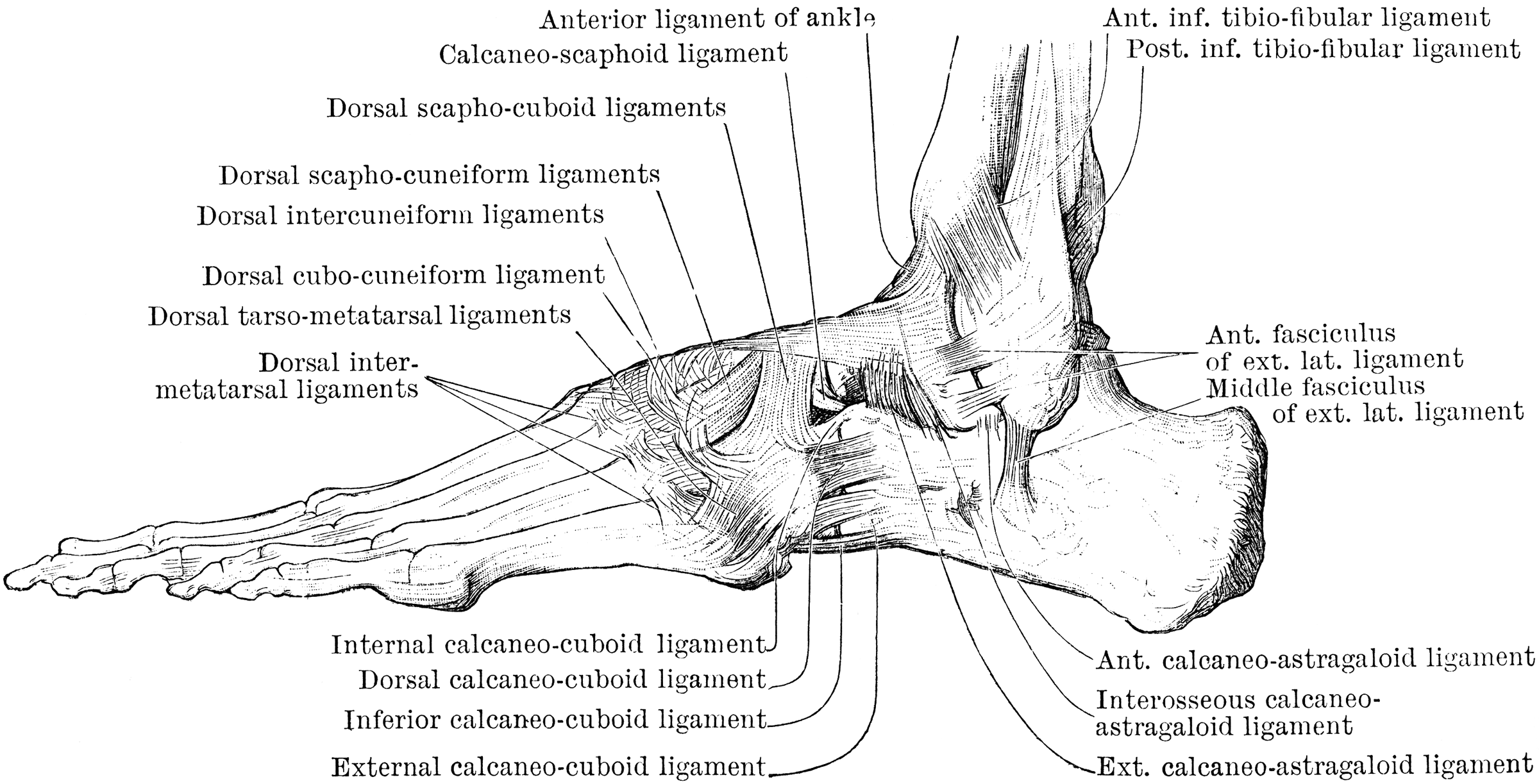 Outer Aspect of Foot Ligaments | ClipArt ETC