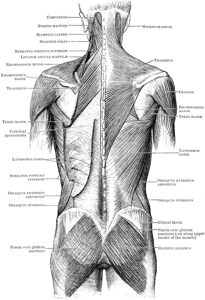 Musclular System Labeled Back - About the Muscular System / The muscle