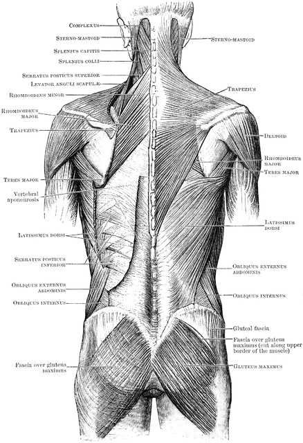 Superficial Muscles of the Back | ClipArt ETC