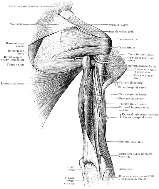 Back View of Shoulder Muscles | ClipArt ETC