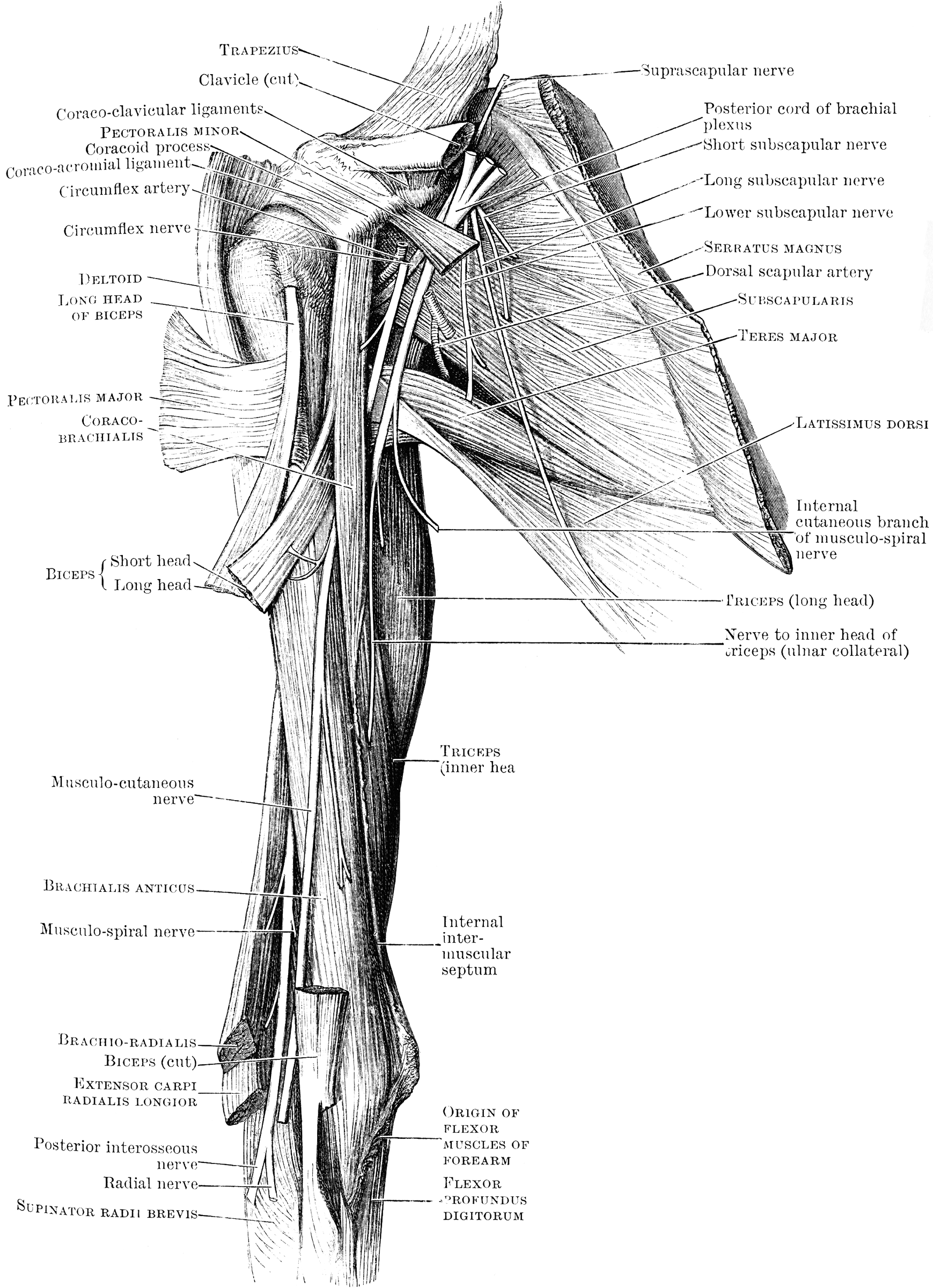 Front View of Shoulder Muscles | ClipArt ETC
