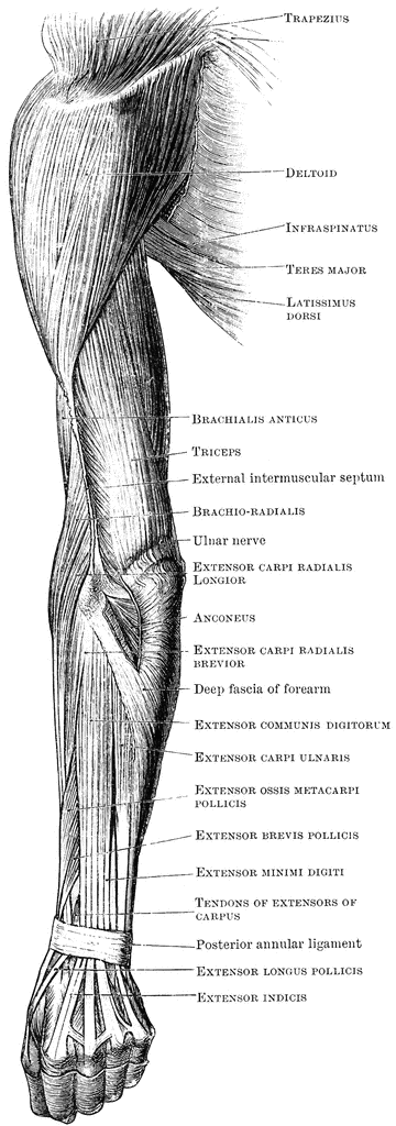 Back View of Arm Muscles | ClipArt ETC