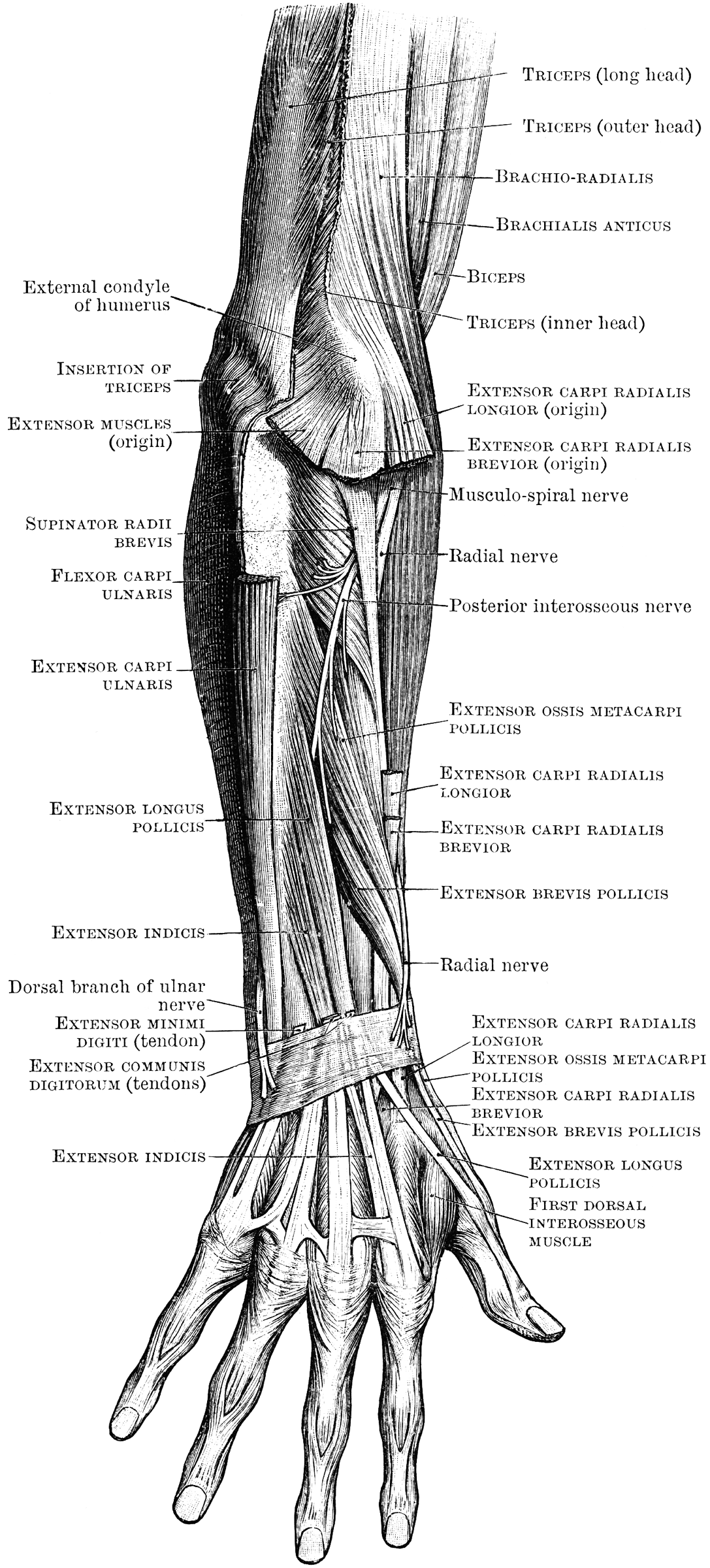 Muscles of the Back Forearm | ClipArt ETC