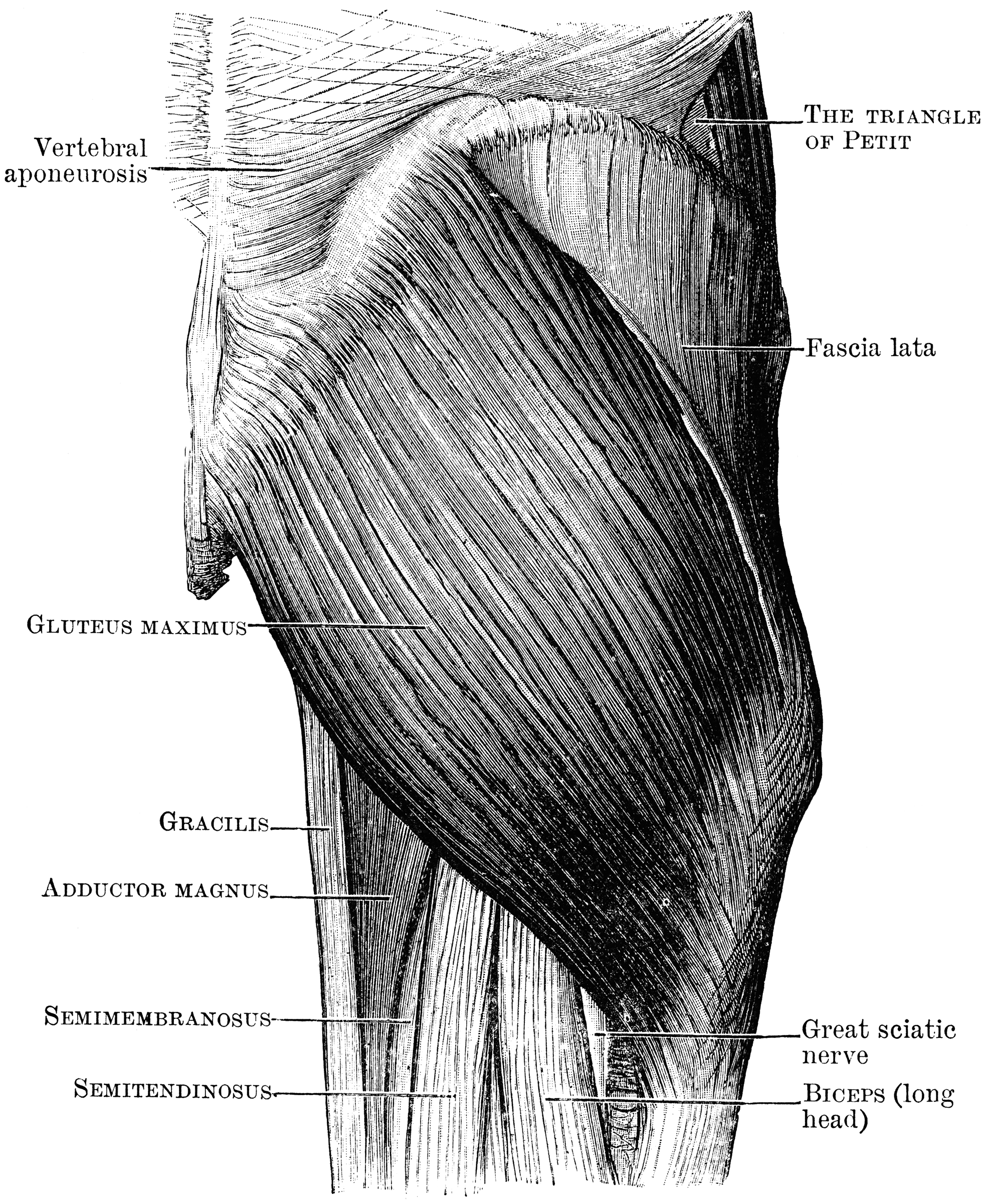 Gluteus Maximus Muscles | ClipArt ETC