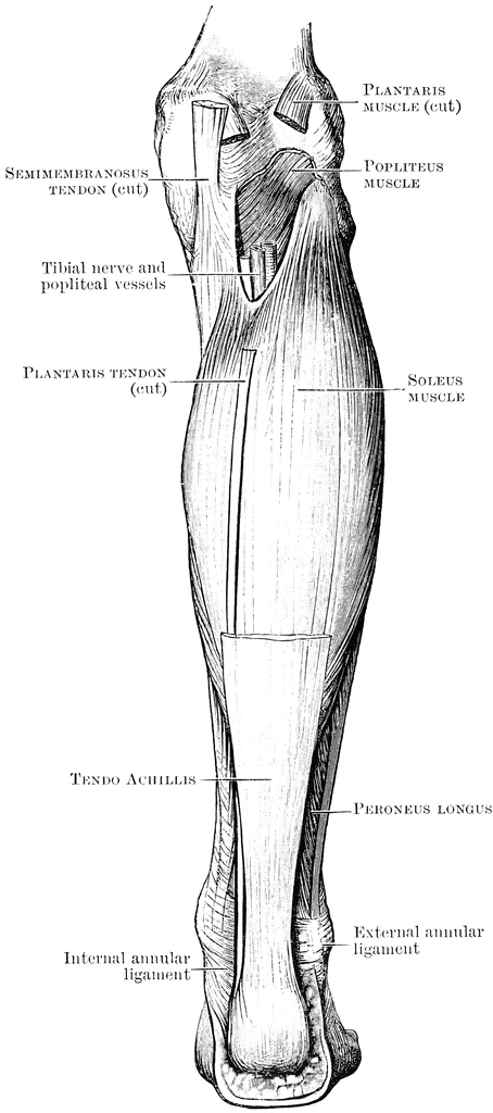 Back Leg Muscles | ClipArt ETC