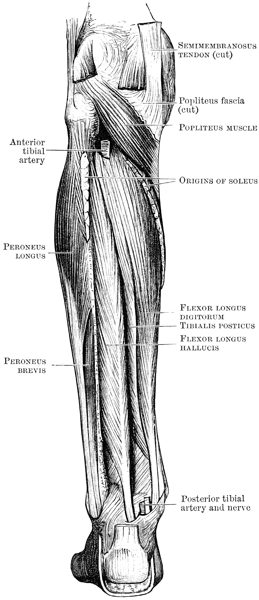 Deep Muscles of the Back Leg | ClipArt ETC