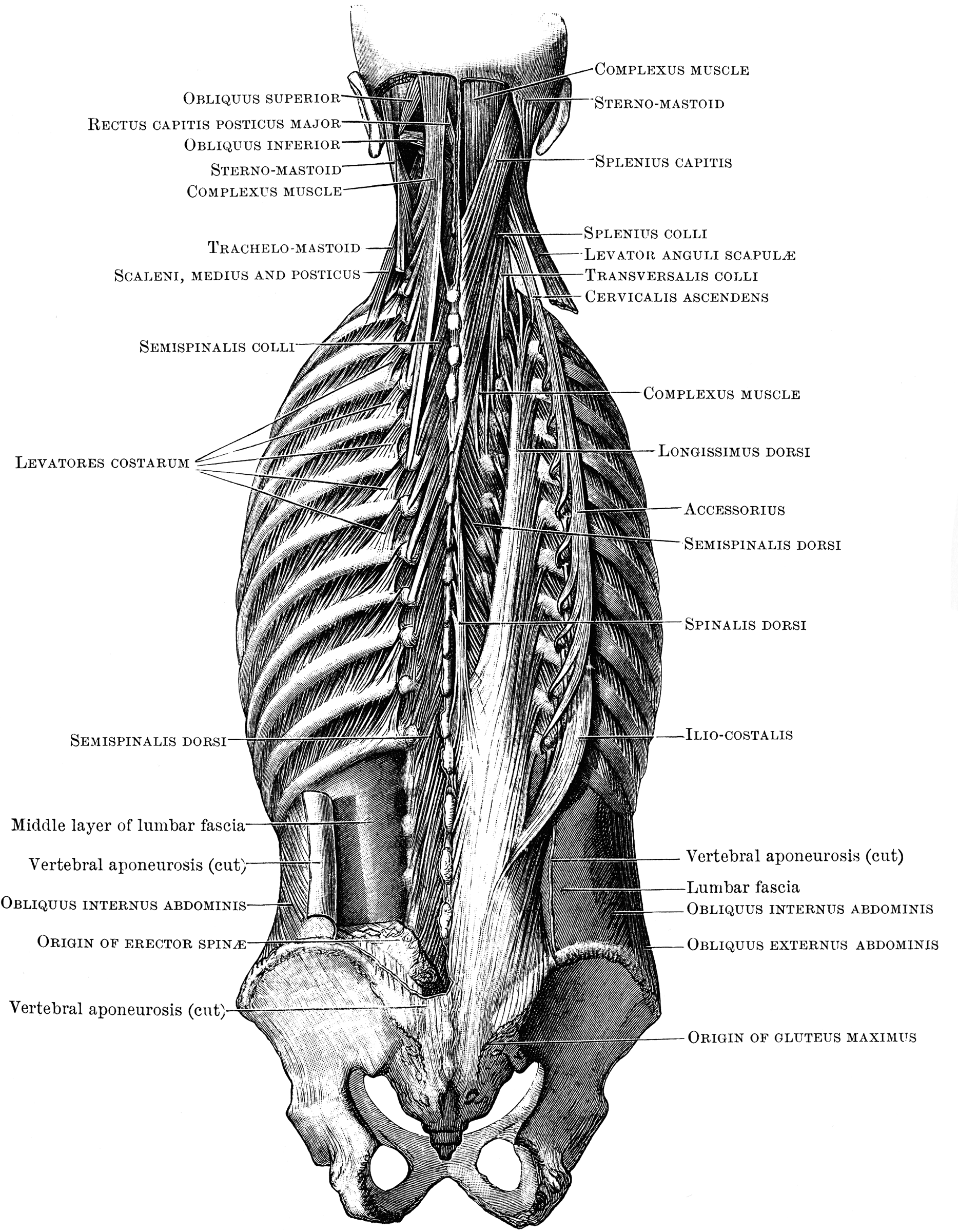 Deep Back Muscles | ClipArt ETC