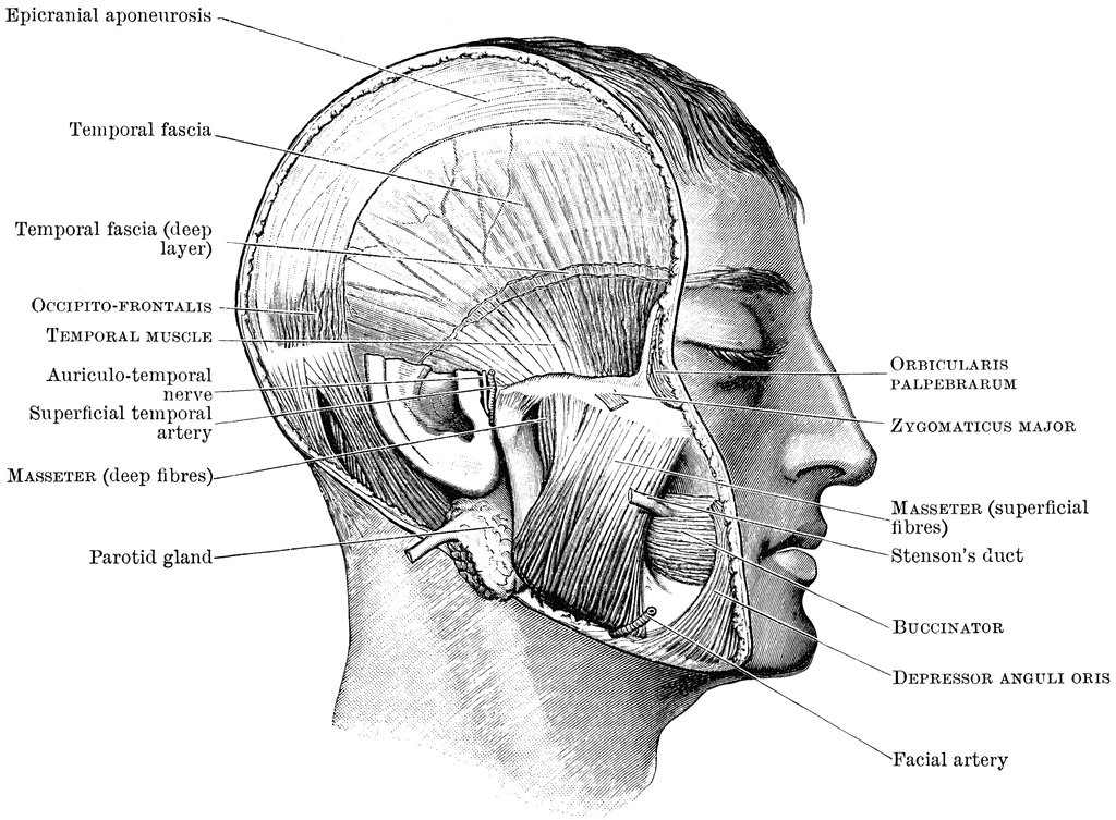 Head Showing Mastication Muscles | ClipArt ETC