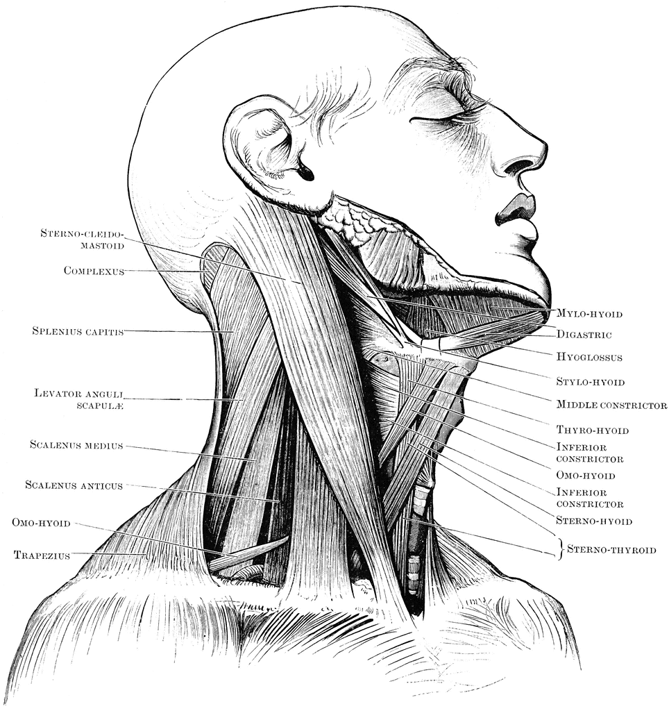 triangles of neck. Triangles of the Neck