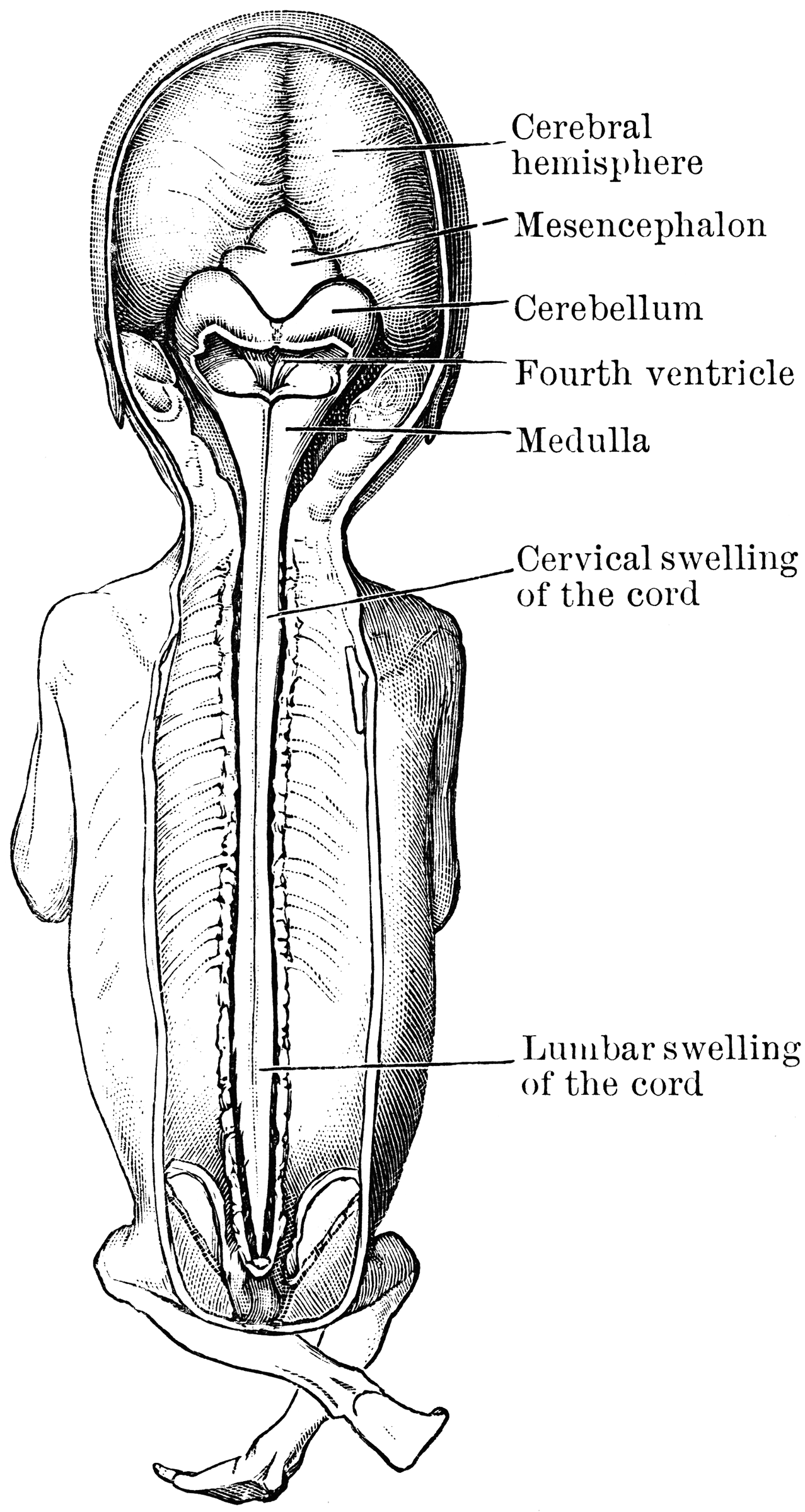 Brain and Spinal Cord of Fetus | ClipArt ETC