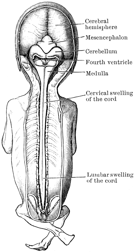 Brain and Spinal Cord of Fetus | ClipArt ETC