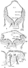 Development of Medulla Oblongata
