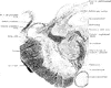 Section of Mesencephalon at Superior Quadrigeminal Body