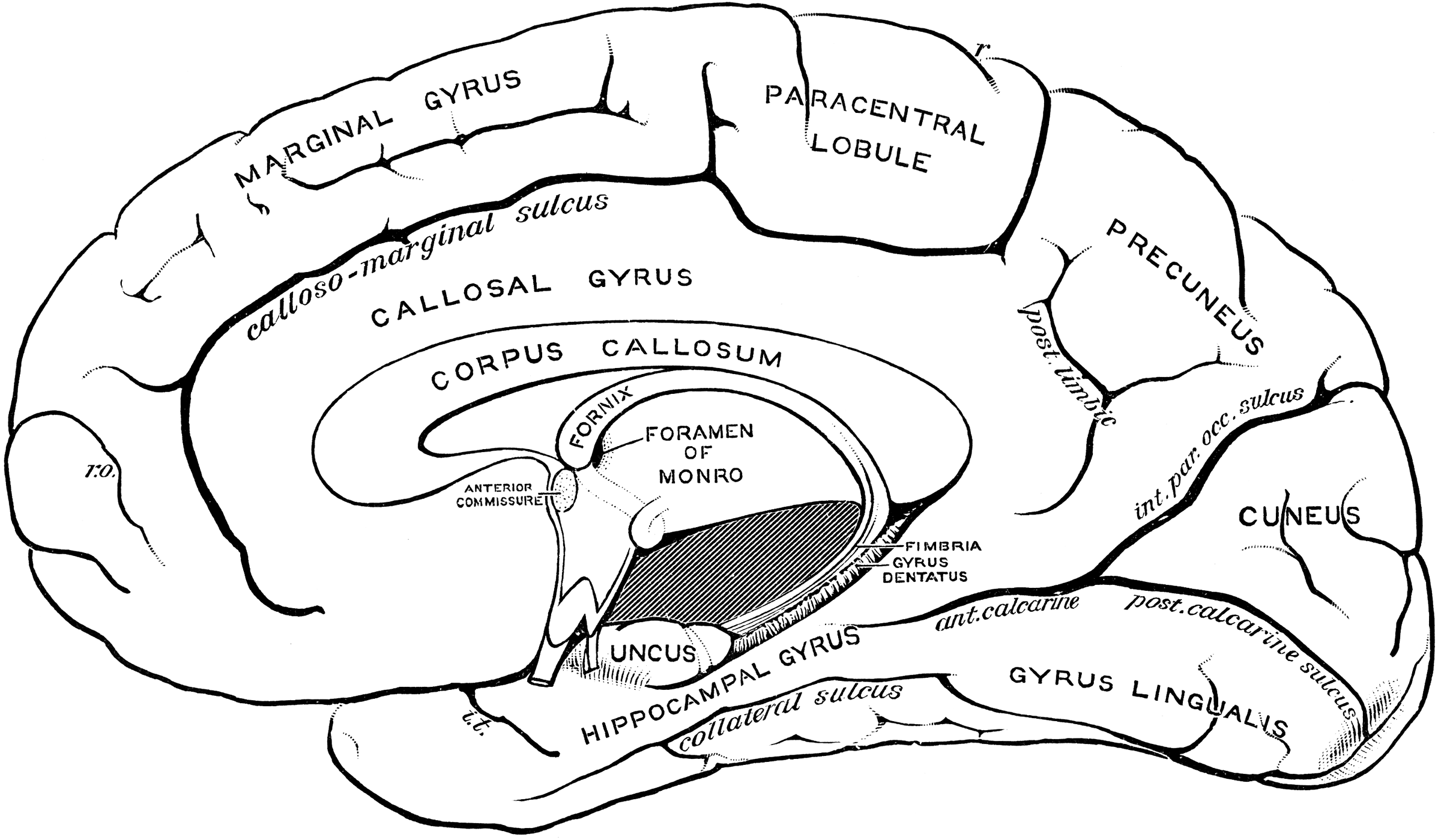 Gyri and Sulci on the Brain | ClipArt ETC