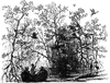 Mangrove Swamp