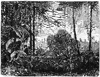 Everglade