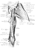 Muscles and Nerves of the Arm