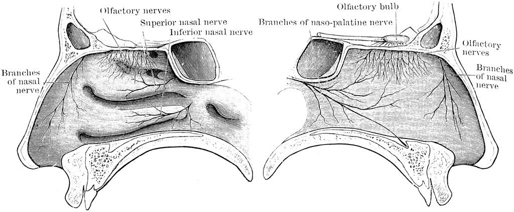 Nerves of the Nasal Cavity | ClipArt ETC