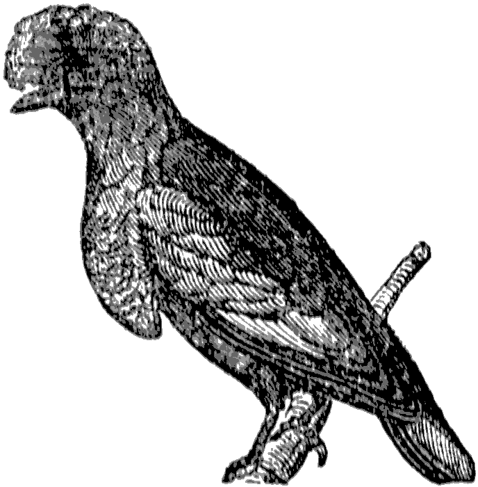 Cotinga JungleKey.fr Wiki