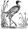 Water Fowl