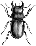 The longhorn beetles (Cerambycidae; also known as long-horned beetles or, more archaically, llongicorns) are a cosmopolitan family of beetles, typically characterized by extremely long antennae, which are often as long as or longer than the beetle's body. The family is large, with over 20,000 species described, slightly more than half from the Eastern Hemisphere. Several are serious pests, with the larvae boring into wood, where they can cause extensive damage to either living trees or untreated lumber.
