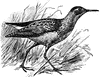 Pectoral Sandpiper