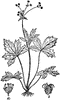 Maryland Black Snakeroot