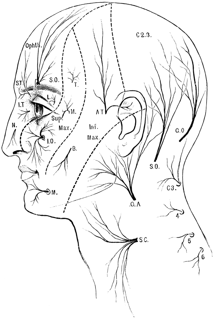 Sensory Nerves to the Head and Neck | ClipArt ETC