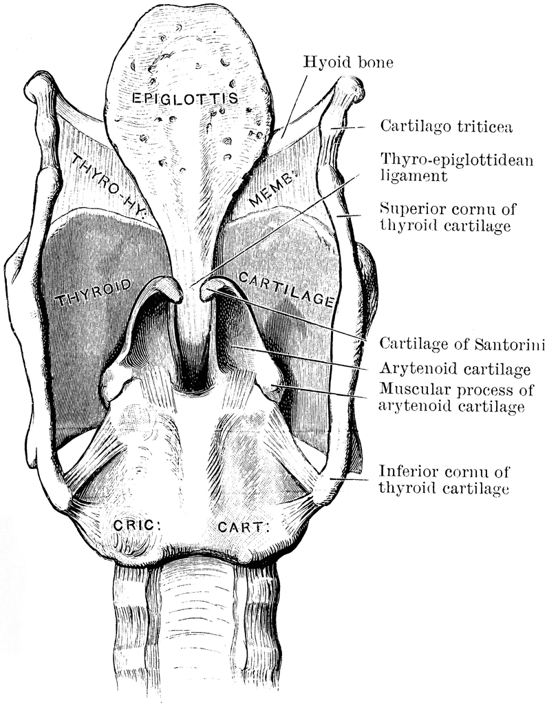 larynx ligaments