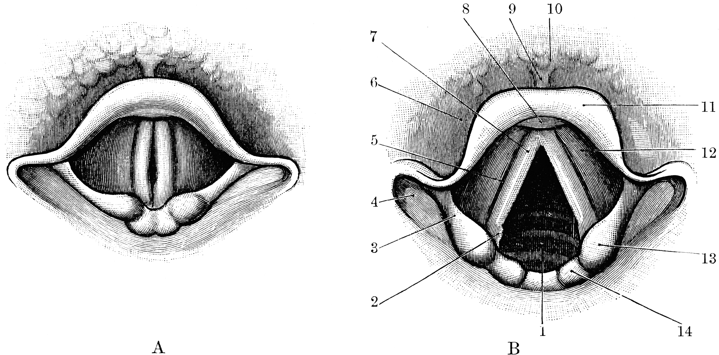 Cavity of Larynx | ClipArt ETC
