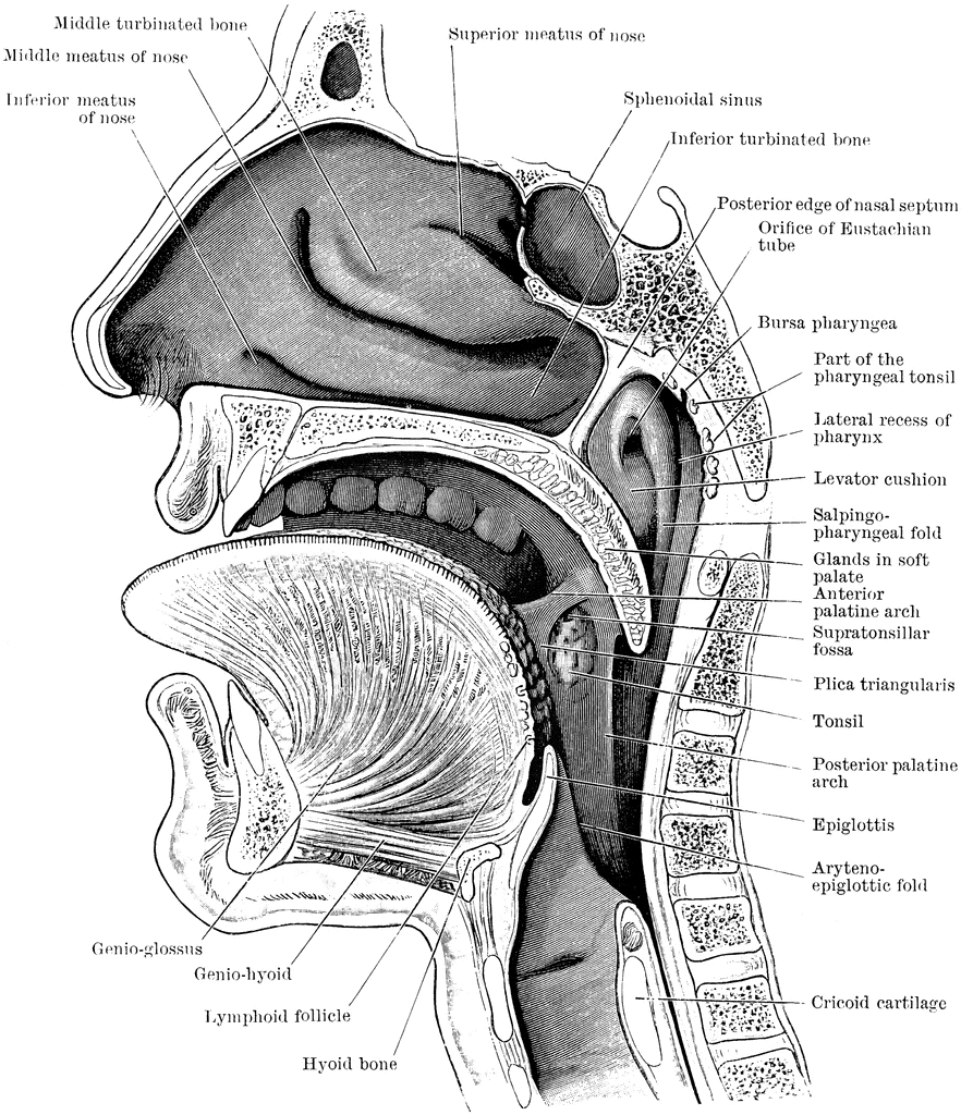 Section of the Head and Neck | ClipArt ETC