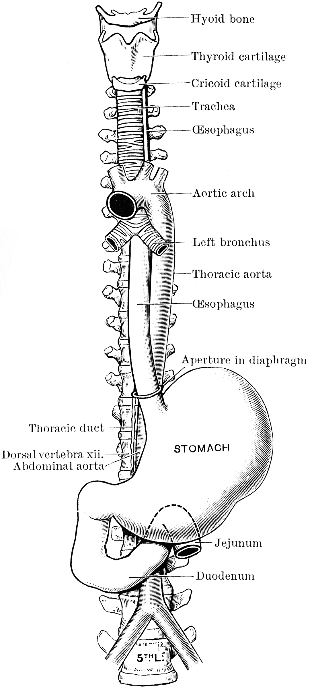 Course of the Esophagus | ClipArt ETC