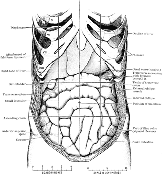 Abdomen Laid Open