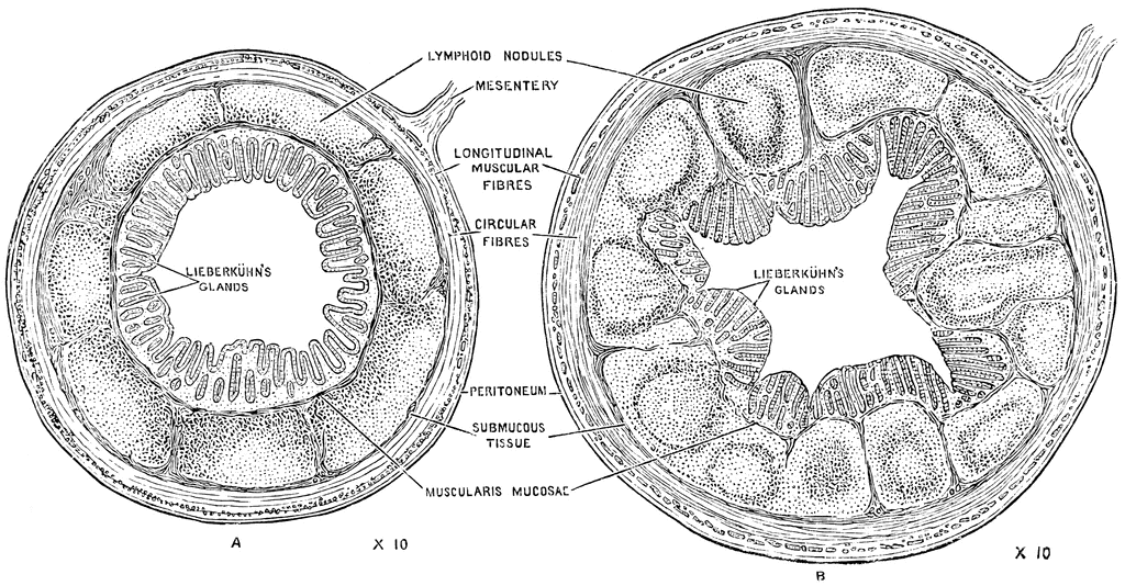 Appendix Structure