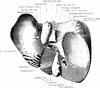 Liver from Behind