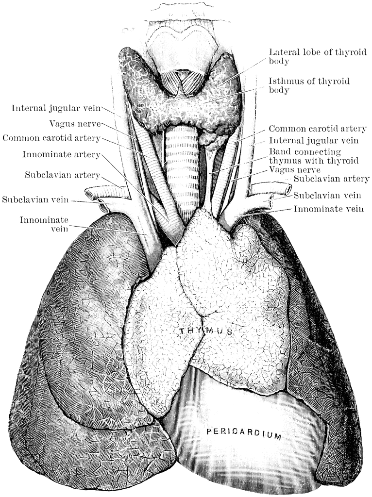 Thymus Gland | ClipArt ETC