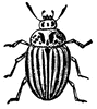 Colorado Potato Beetle