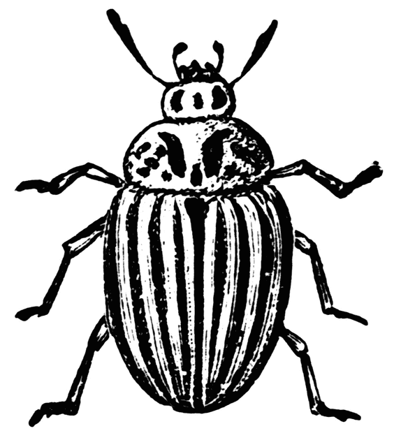 free black and white insect clipart - photo #27