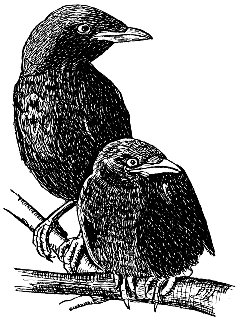 crows nest clipart - photo #33