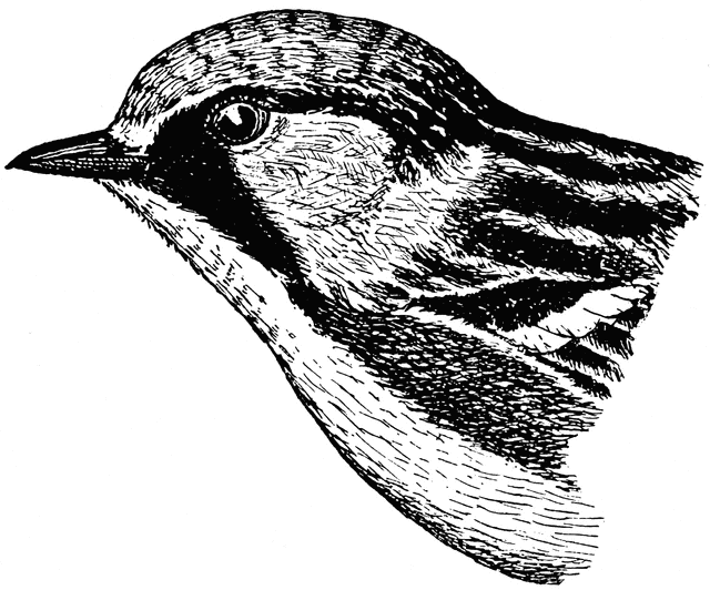 Chestnut-sided Warbler