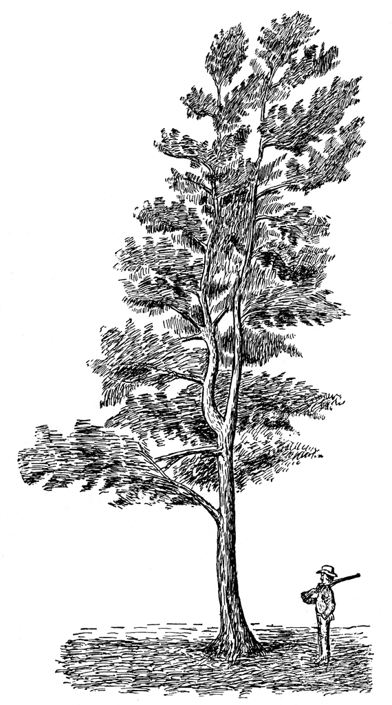 pine tree clipart. Pine Tree