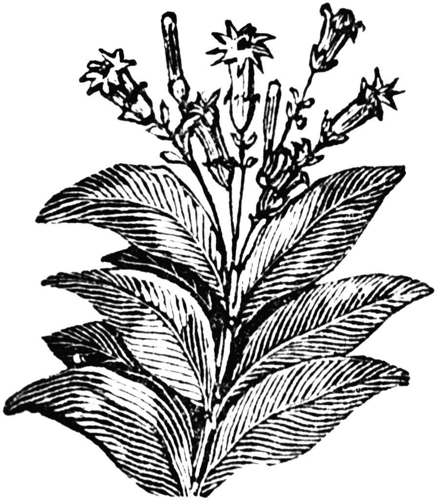 clip art tobacco leaf - photo #4