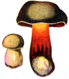 Boletus Mushroom