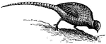 The Common Pheasant (Phasianus colchicus), is a bird in the pheasant family (Phasianidae). It is native to Asia but has been widely introduced elsewhere as a game bird. In parts of its range, namely in places where none of its relatives occur such as in Europe (where it is naturalized), it is simply known as "the pheasant". It is a well-known gamebird, among those of more than regional importance perhaps the most widespread and ancient one in the whole world.