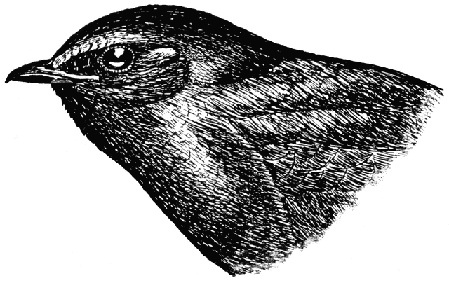Purple Martin (Male)