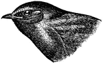 The Purple Martin (Progne subis) is the largest North American swallow at 20 cm length. Adults have a slightly forked tail. These "aerial acrobats" have speed and agility in flight, and when approaching their housing, will dive from the sky with their wings tucked at great speeds.