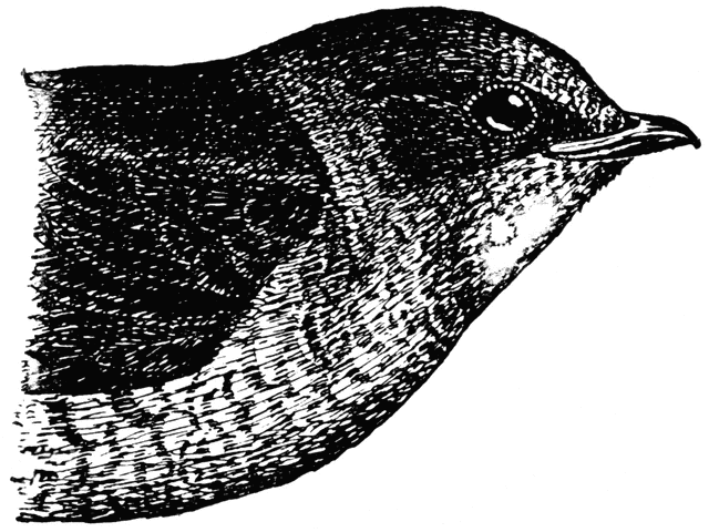 Purple Martin (Female)