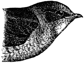 Purple Martin (Female)