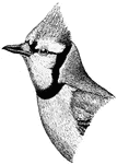 The Blue Jay (Cyanocitta cristata) is a passerine bird, and a member of the family Corvidae native to North America. It belongs to the "blue" or American jays, which are, among the Corvidae, not closely related to other jays. It is adaptable, aggressive and omnivorous, and has been colonizing new habitat for many decades.