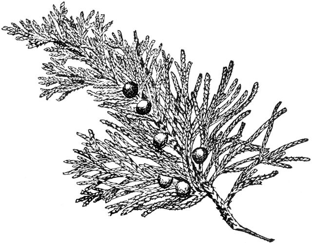 clip art juniper tree - photo #5